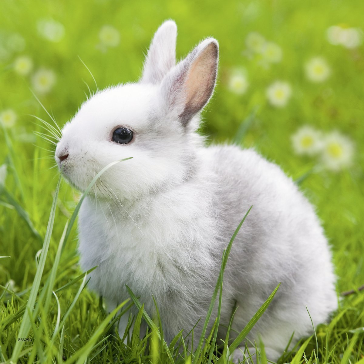Cute White Bunny Jigsaw Puzzle