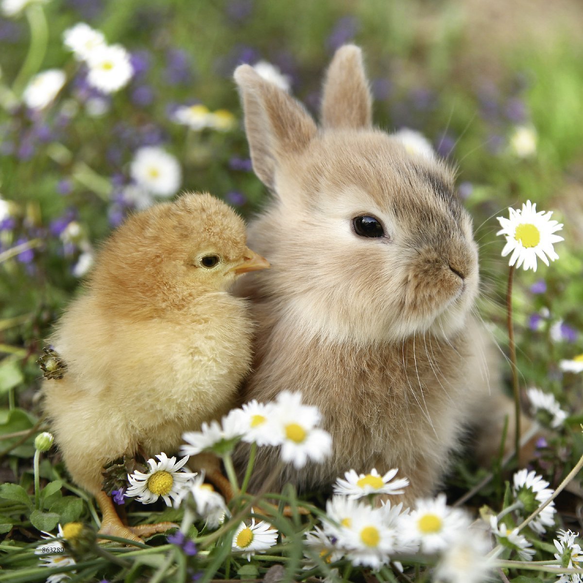 Bunny and Chick Jigsaw Puzzle