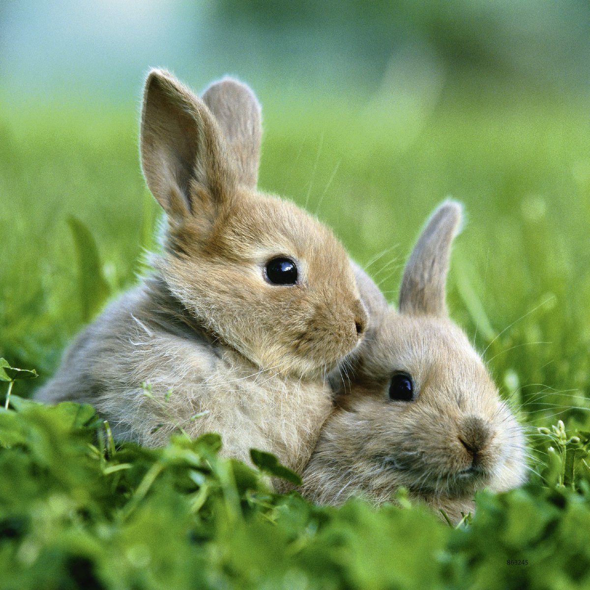 Two Cute Bunnies Jigsaw puzzle