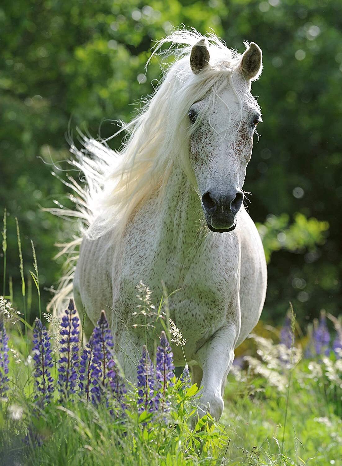 Ravensburger Horse in Flowers 100 XL Pieces