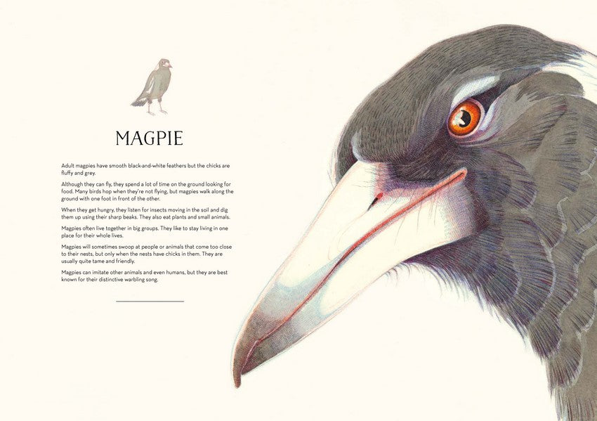 Australian Birds - Magpie - sneak peak