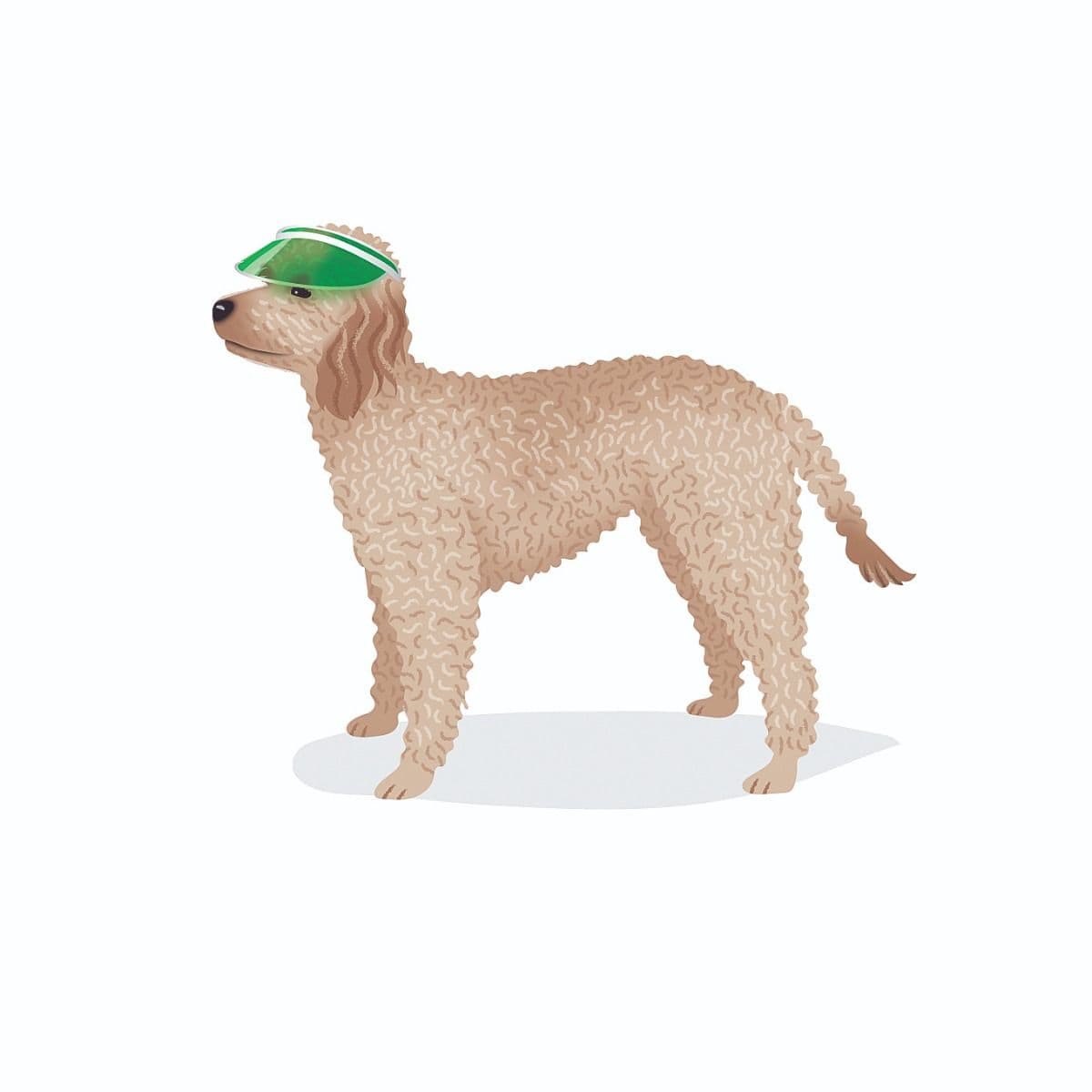 oodle in a Tennis hat