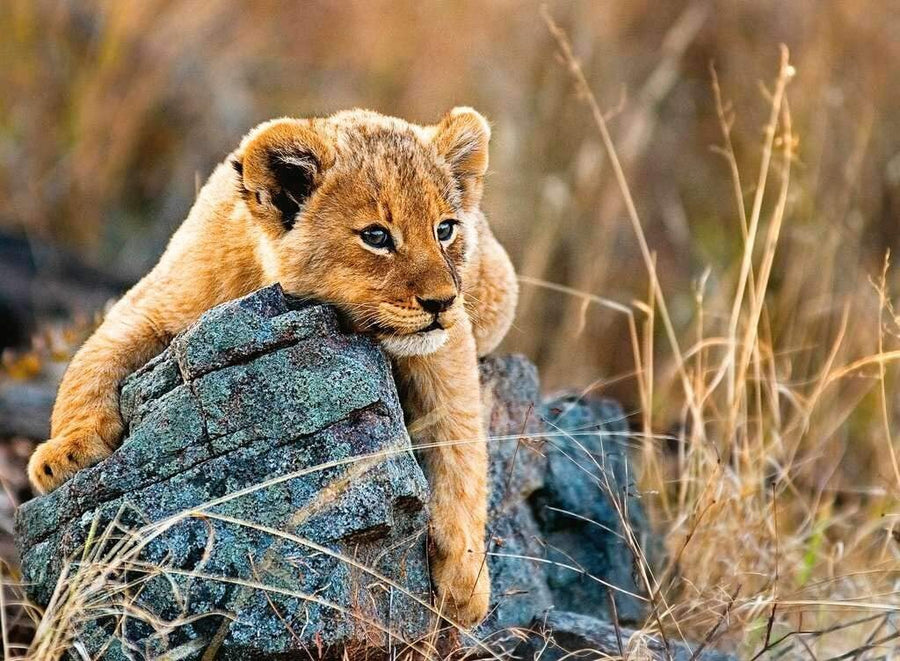 Ravensburger Little Lion Puzzle for kids