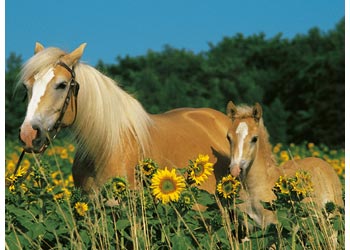 Ravensburger - Horse Happiness Puzzle 200 Pc